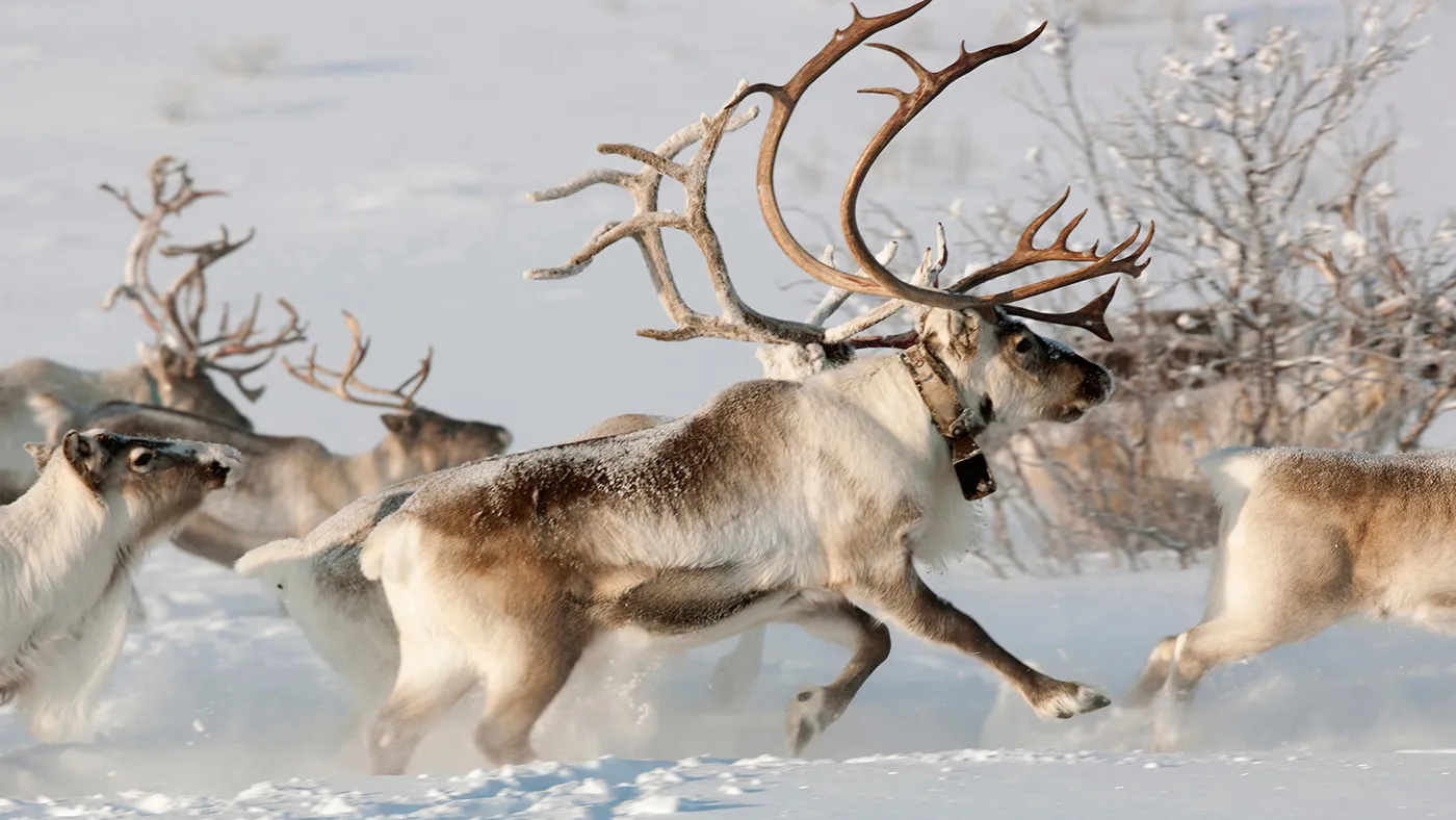 Renul de la Polul Nord